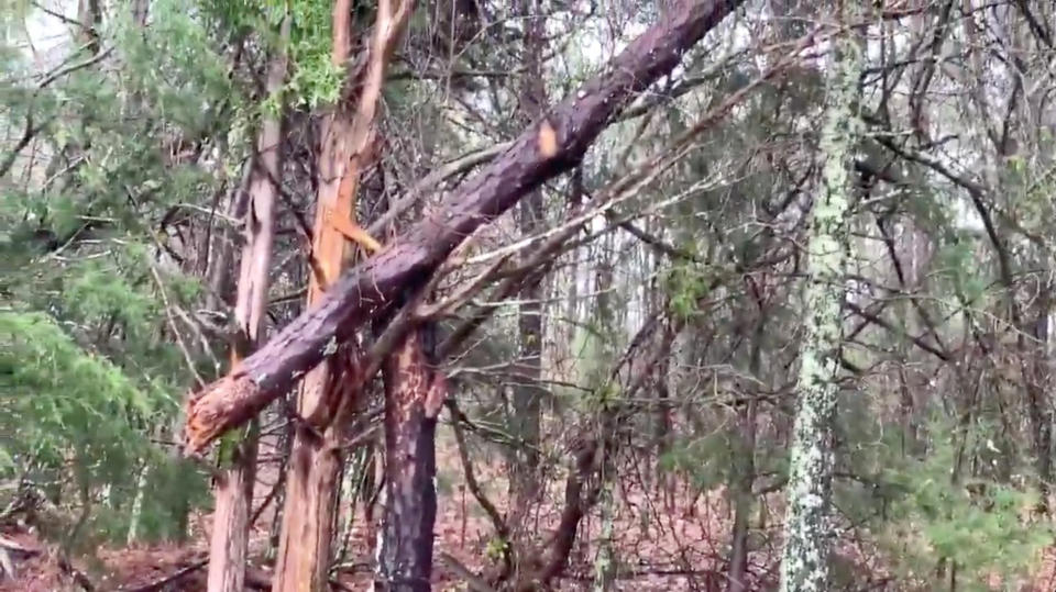 Damaged trees seen following a tornado in Beauregard, Alabama, U.S. in this March 3, 2019 still image obtained from social media video. (Photo: Scott Fillmer /via Reuters)