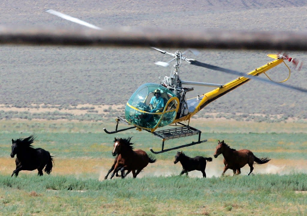 Mustang Roundups Legal Challenges (Copyright 2021 The Associated Press. All rights reserved.)