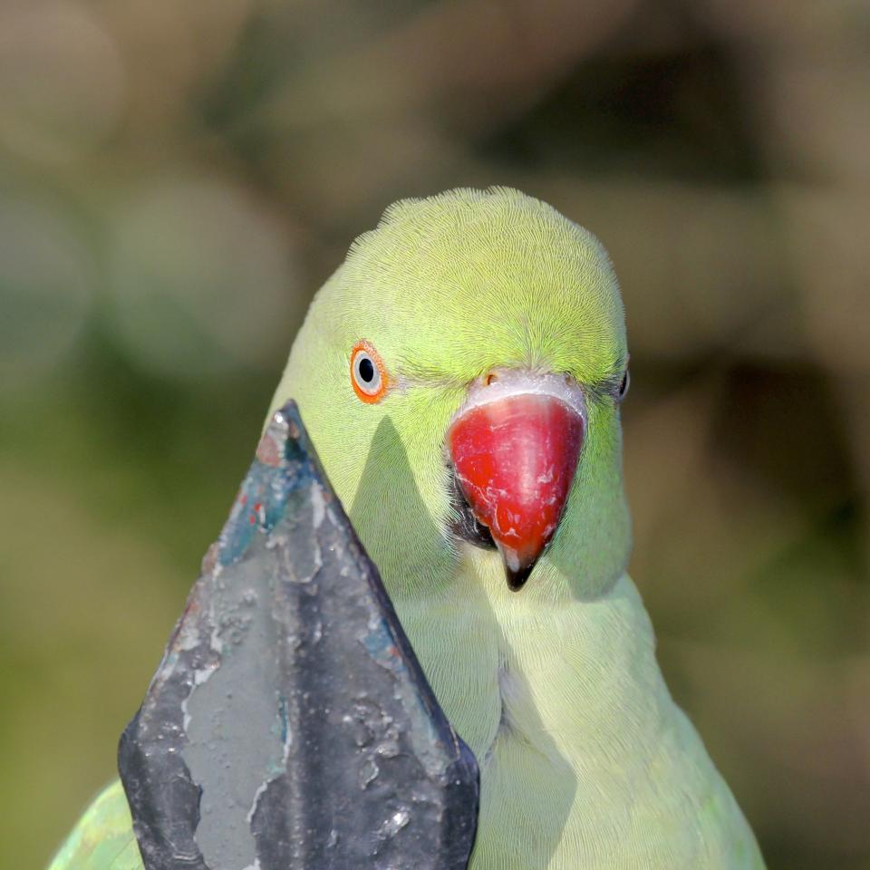 A parakeet (Tim Blackburn/PA)