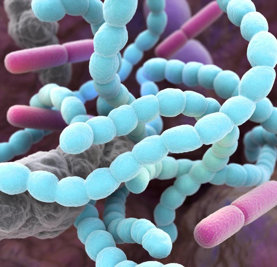 Imagen representativa de la microbiota intestinal .