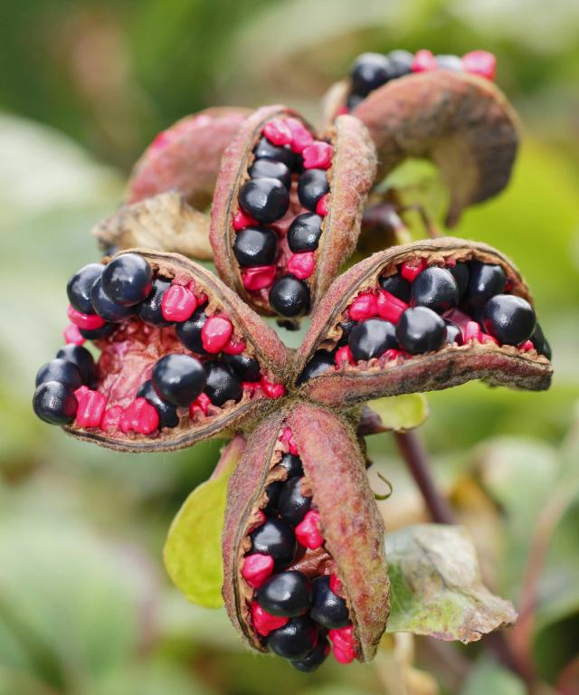 Harvesting Peony Seeds : r/gardening