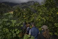 Visitors take a guided tour at the Maison du Citron lemon farm in Menton, France, Saturday, March 2, 2024. (AP Photo/Daniel Cole)