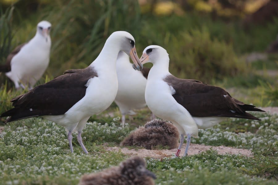 Laysan albatross, mōlī, Wisdom (Credit: USFWS photos, Jon Plissner)