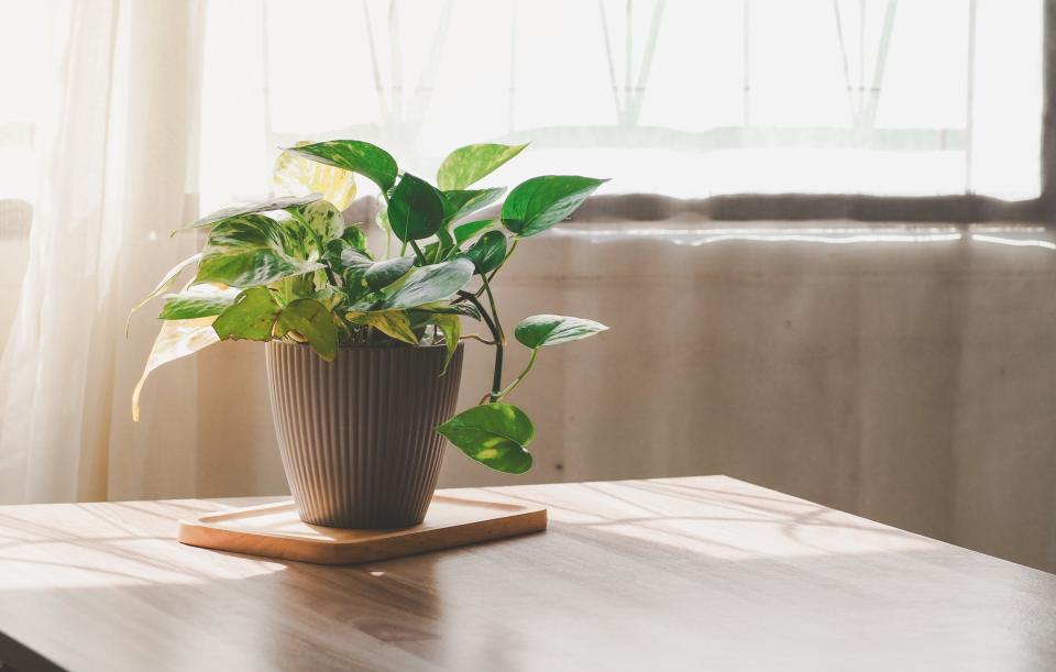 golden pothos