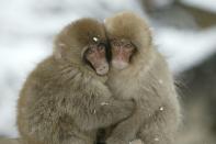 PIC BY M.WATSON / ARDEA / CATERS NEWS - (Pictured two monkeys cuddling) - From a loving look to an affectionate nuzzle, these are the charming images of cute creatures cosying up for Valentines Day. And as the heart-warming pictures show the animal kingdom can be just as romantic as us humans when it comes to celebrating the big day.