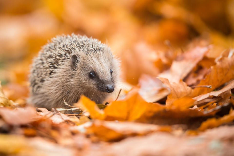 So süß und freundlich die kleinen Igel wirken - es sind wilde Tiere, die nur in Ausnahmefällen Hilfe brauchen (Bild: Getty Images)