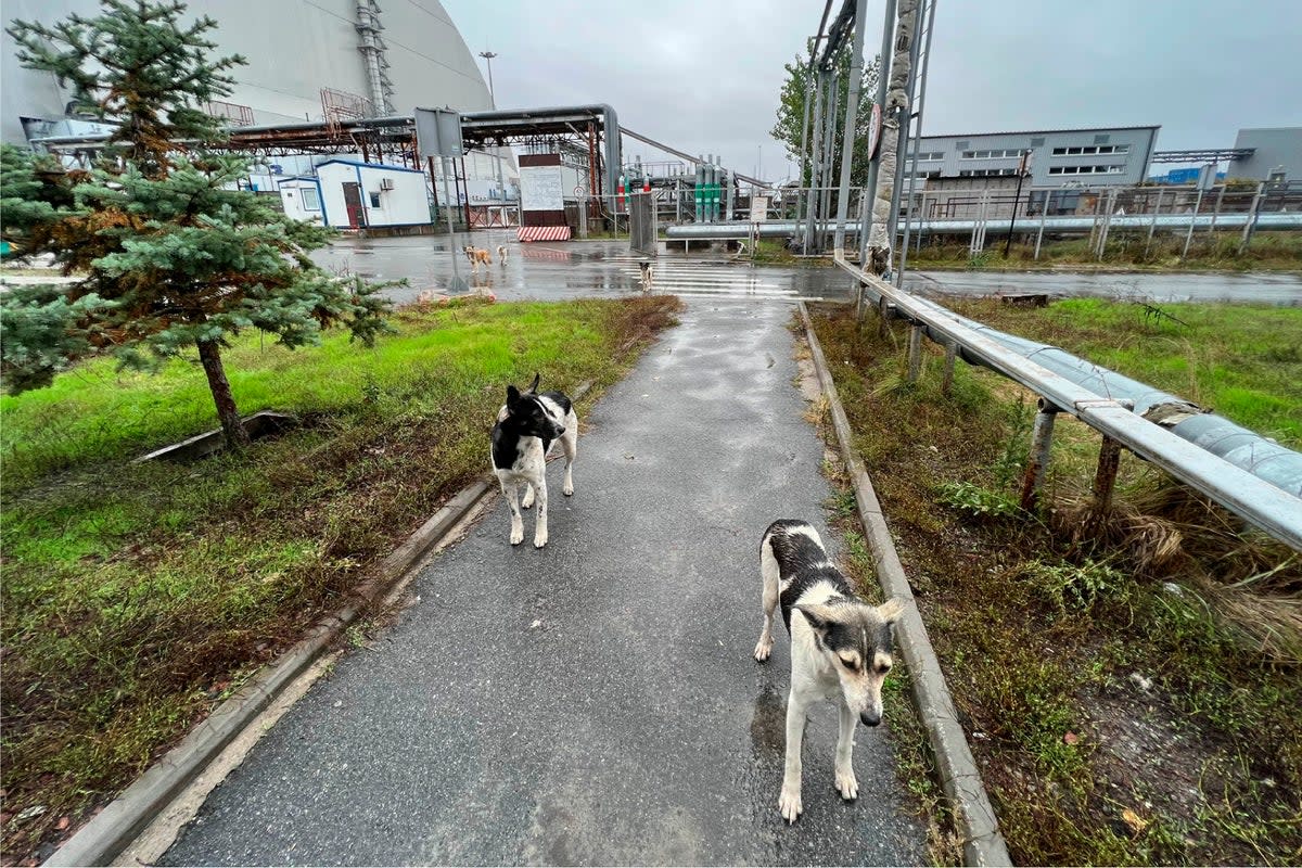 PERROS DE CHERNOBYL (AP)