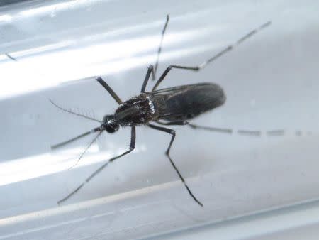 An aedes aegypti mosquitoe is seen inside a test tube as part of a research on preventing the spread of the Zika virus and other mosquito-borne diseases at a control and prevention center in Guadalupe, neighbouring Monterrey, Mexico, in this March 8, 2016, file photo. REUTERS/Daniel Becerril/Files