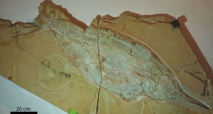 科學家在阿爾卑斯山發現魚龍化石，很可能是世界最大的生物。（圖／翻攝自推特）