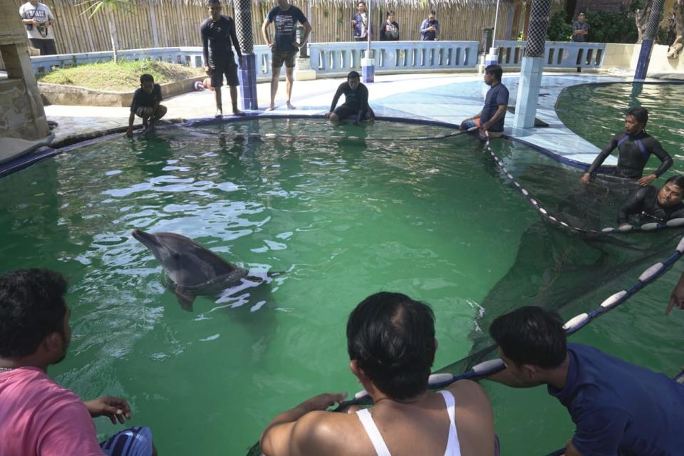 Authorities use a net inside a pool to capture a dolphin at Melka Excelsior Hotel.