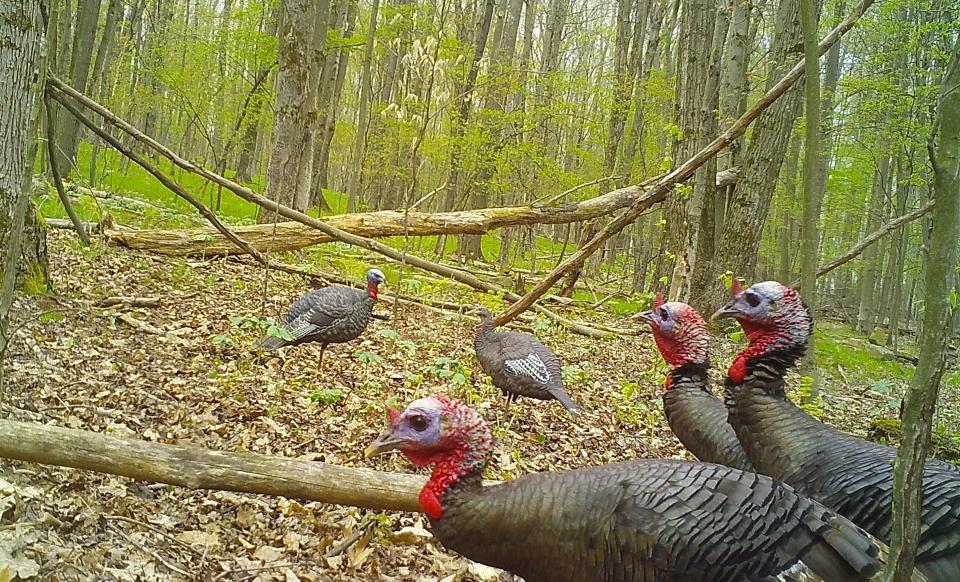 Three jakes, young male turkeys with red heads, check out the decoys.