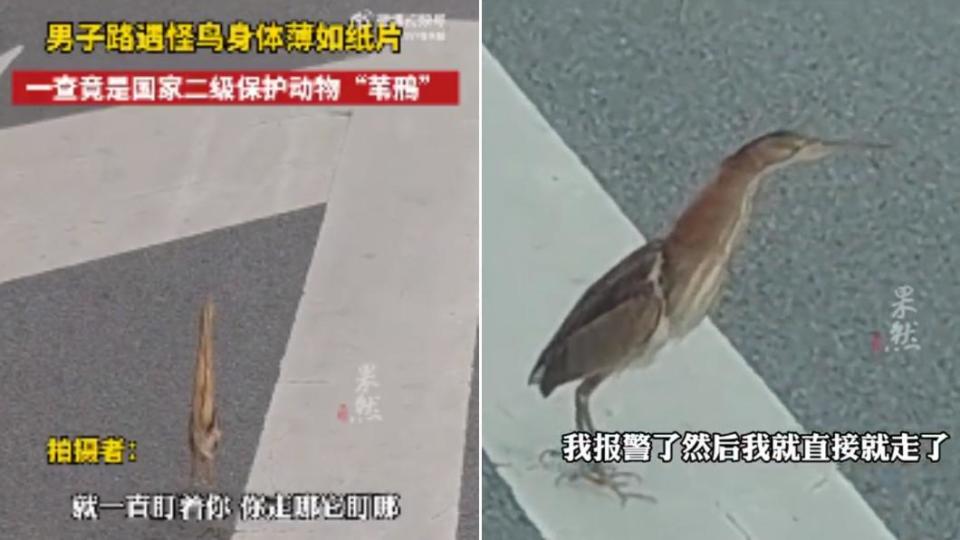 網友路上偶遇黃斑葦鳽，是國家二級保護動物。（圖／翻攝自微博）