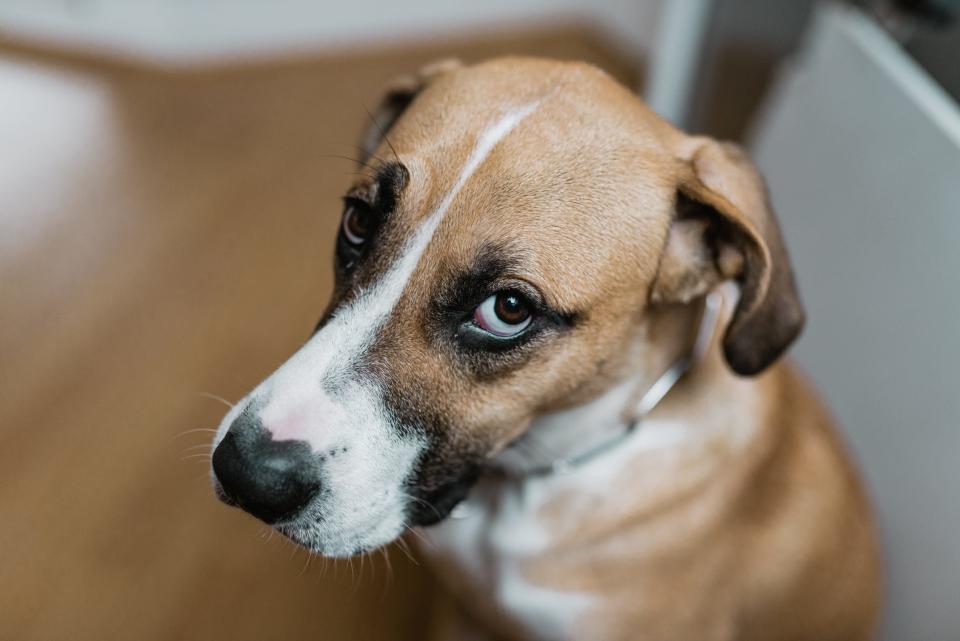 Dog looking guilty? They may have gotten into human food they shouldn't have eaten.