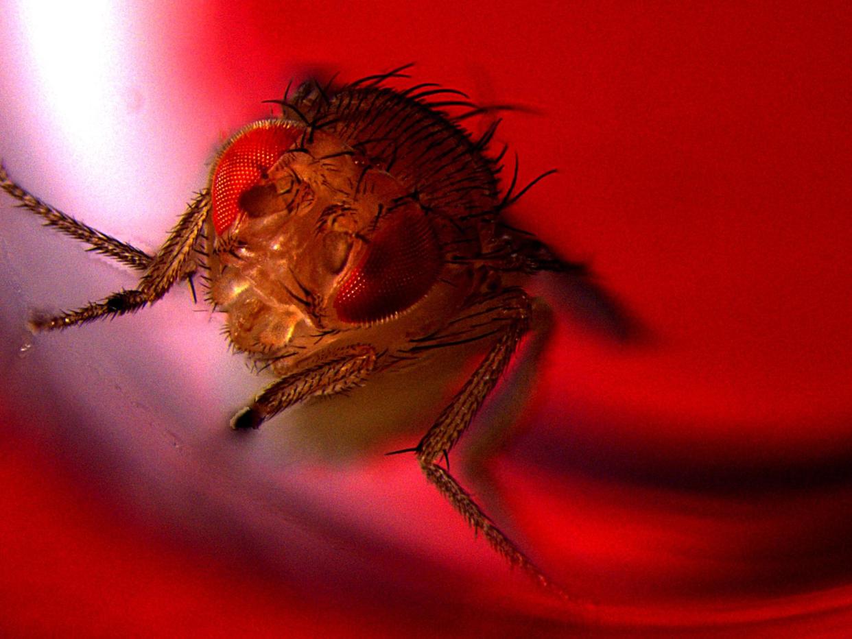 Red light district: male fruit flies were genetically engineered to ejaculate when exposed to red lights: Avi Jacob, BIU Microscopy unit