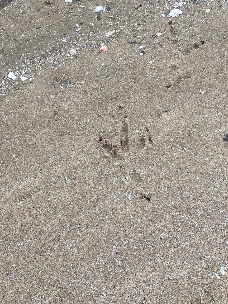 An eagle track is pictured in the sand Jan. 27 along the DTE Monroe Power Plant's discharge canal.