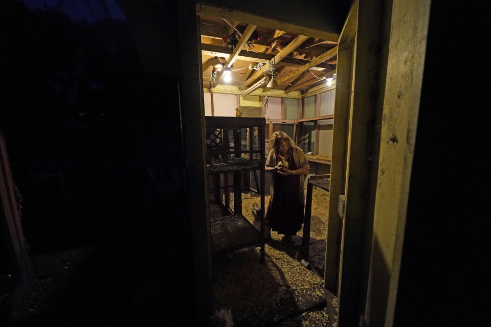 Joan Martin shows a photographer one of her prized Silky Serama show roosters, Leon, in a chicken coop outside her home in Picayune, Miss., Wednesday, Nov. 11, 2020. When she heard that Joe Biden was declared the winner of the presidential election, the retired nurse and avowed supporter of President Donald Trump was deeply unsettled. To steel herself, she thought about how her household weathered Hurricane Katrina, when it battered her hometown of Picayune, in 2005. (AP Photo/Gerald Herbert)