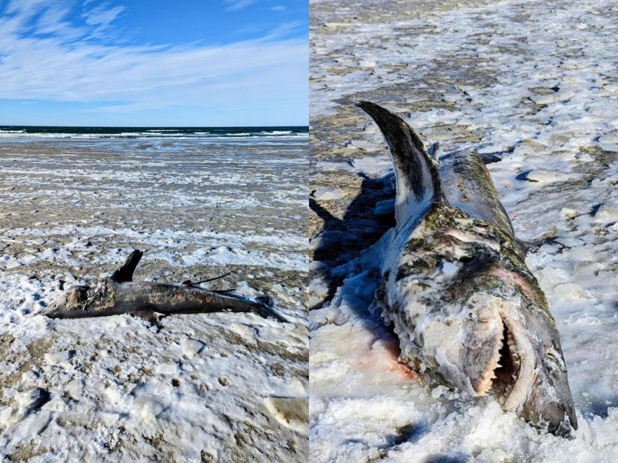 A photo stitch of a gray shark lying on a beach covered in ice. One is a close up of the sharks face, while the other is a full body shot.