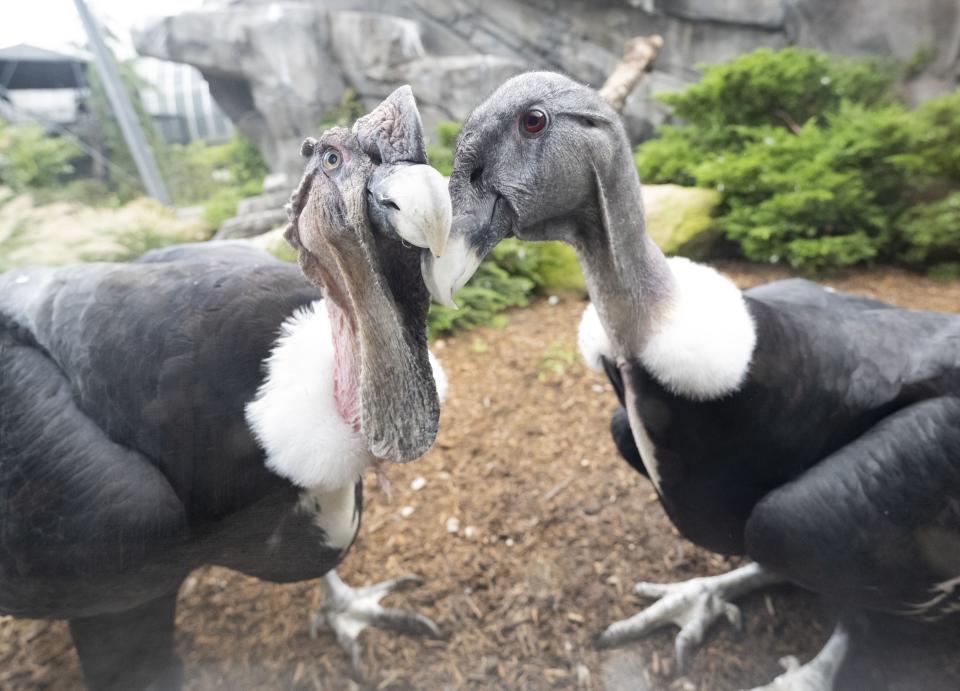 Parents Lurch (L) and Lianni (R). Credit: Mike Faix, Education Trainer and Photographer,
National Aviary