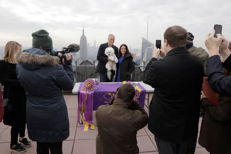Flynn, a bichon frise and winner of Best In Show at the 142nd Westminster Kennel Club Dog Show, poses with handler Bill McFadden at the Top of the Rock in New York, U.S., February 14, 2018. REUTERS/Lucas Jackson
