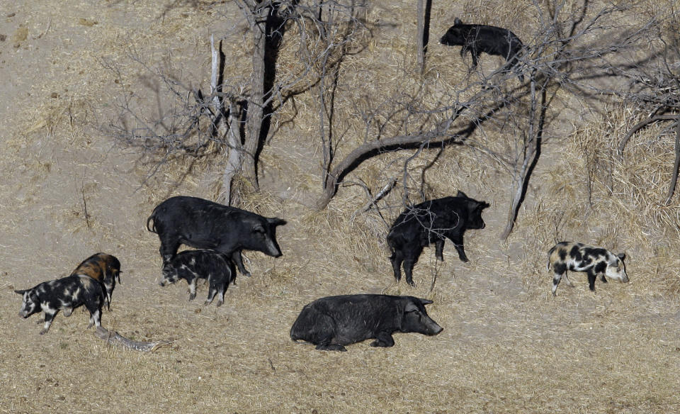 FILE - In this Feb. 18, 2009 file photo, feral pigs roam near a Mertzon, Texas ranch. Minnesota, North Dakota and Montana and other northern states are making preparations to stop a threatened invasion from Canada. Wild pigs already cause around $2.5 billion in damage to U.S. crops every year, mostly in southern states like Texas. But the exploding population of feral swine on the prairies of western Canada is threatening spill south. (AP Photo/Eric Gay, File)