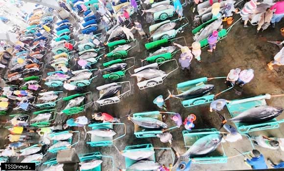 東港區漁會啟動黑鮪魚次級魚體保價機制，拍賣市場首日完售。