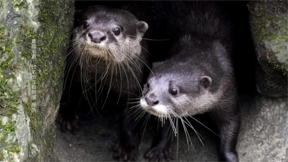 &#x00840c;&#x005316;&#x004f60;&#x007684;&#x005fc3;&#x00ff01;&#x003000;&#x005317;&#x005e02;&#x0052d5;&#x007269;&#x005712;&#x00300c;&#x005c0f;&#x00722a;&#x006c34;&#x00737a;&#x00300d;&#x005bf6;&#x005bf6;&#x009996;&#x005ea6;&#x004eae;&#x0076f8;