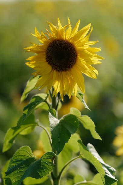 13 november 2020, north rhine westphalia, cologne sunflowers bloom in a field on the outskirts of town sunflowers are sown in the fields after the harvest in summer together with other flowers and herbs to protect the soil photo henning kaiserdpa photo by henning kaiserpicture alliance via getty images