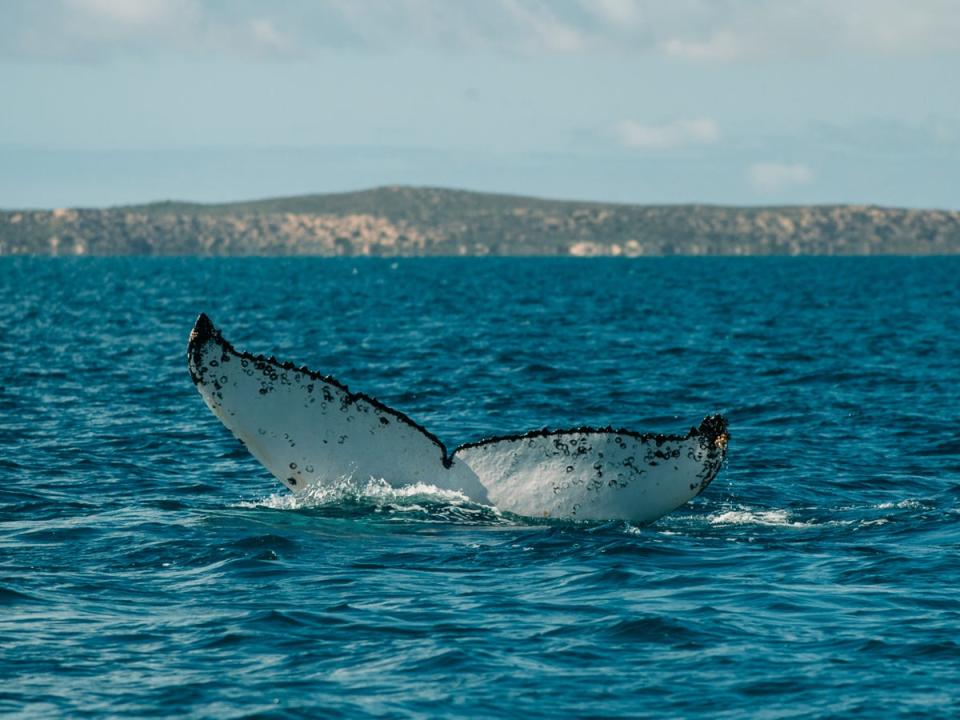 Spot humpback whales, manta rays and whale sharks on a Live Ningaloo boat trip (Visit WA)