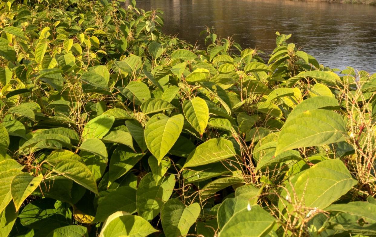 Japanese knotweed grows on the banks of the river Wye - Michael Roberts
