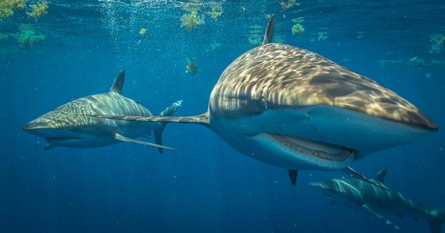 Amazing Things - The odds of being attacked by a shark in U.S.