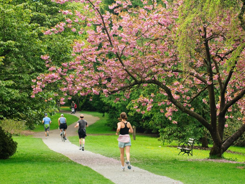 Cherry tree in bloom and people jogging, bicycling and walking on Azalea Way footpath in Washington Park Arboretum; Seattle, Washington.