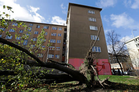 People walk past a fallen tree uprooted by strong winds in Prague, Czech Republic October 29, 2017. REUTERS/David W Cerny