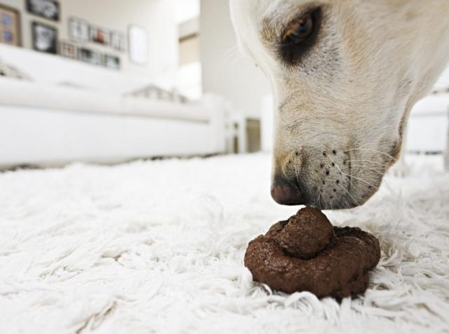 Dog started hot sale eating poop