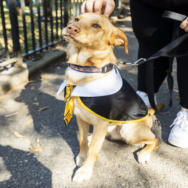 a dog dressed as hufflepuff