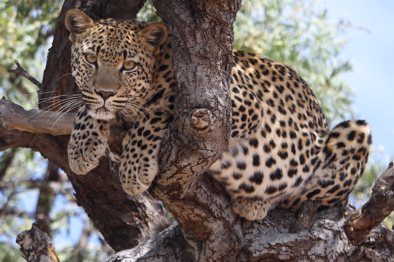 A leopard sits in a tree in the Dolomite section of Etosha National Park on Jan. 18, 2013. The roads this photo was taken is now restricted and off-limits to the public. (Photo: Gordon Donovan/Yahoo News)