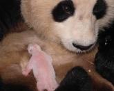 Workers used fresh bamboo shoots to lure 10-year-old Cao Cao and Tao Tao into separate cages. As such keepers are hoping he will adapt to the wild and when he was six months old he and his mother Cao Cao were moved into a large mountainous area for intensive wild habitat training.