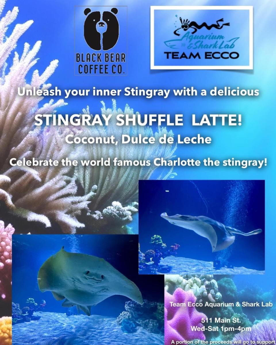 The Stingray Shuffle Latte was added to the Black Bear Coffee Company's menu on March 10 after a visit to see the Charlotte, the pregnant stingray, in-person.