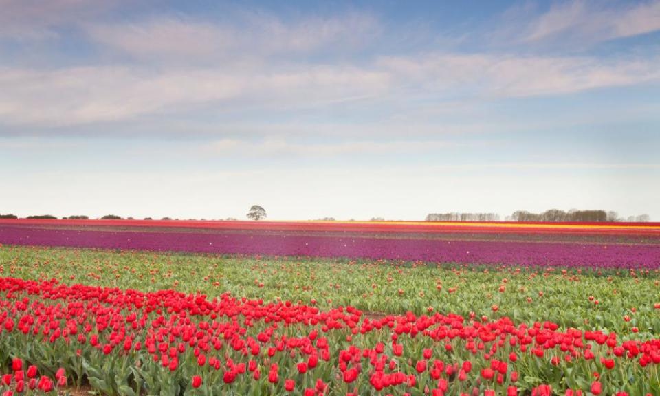 Tulip field in west Norfolk.