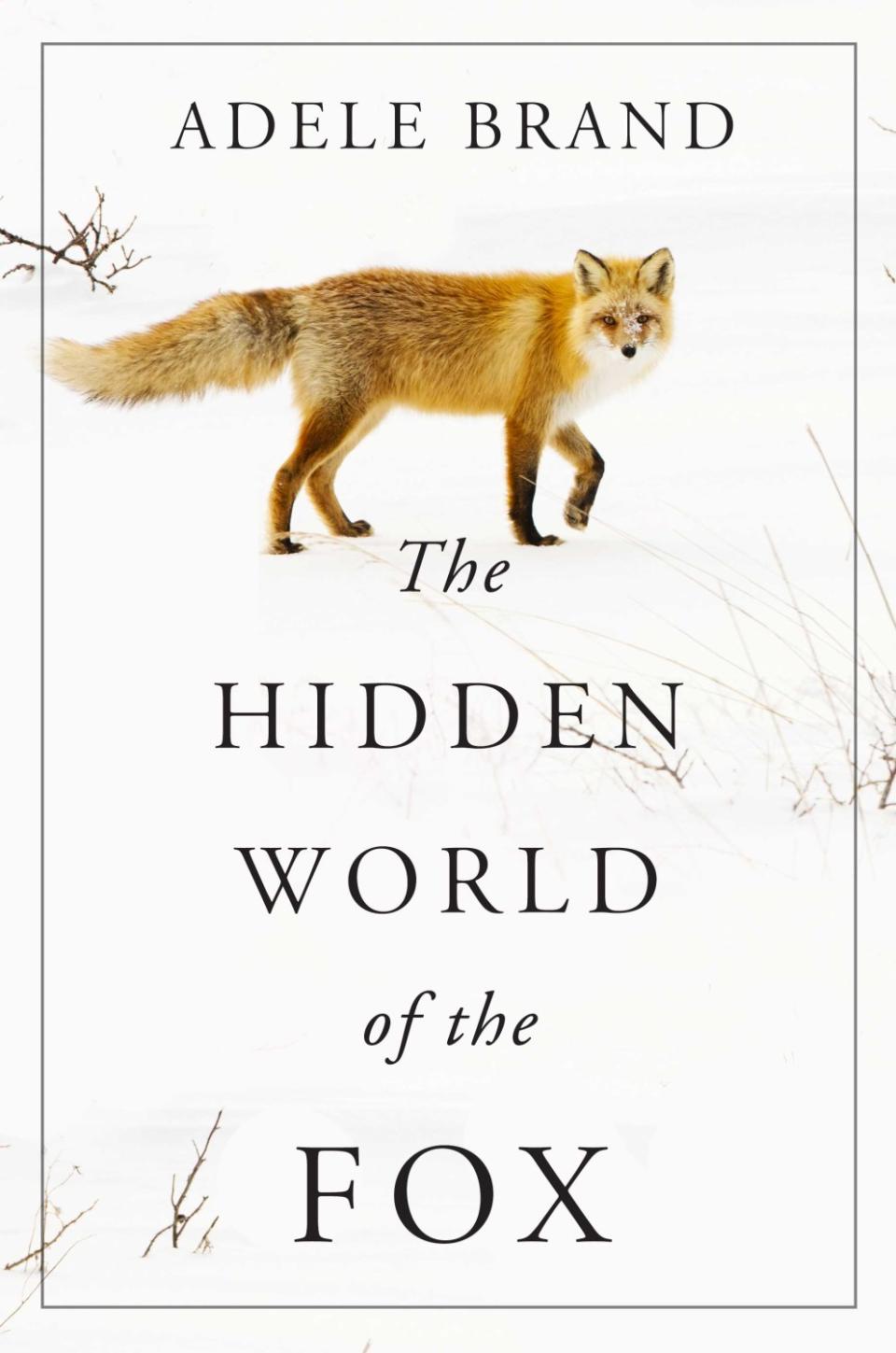 la_ca_the_hidden_world_of_the_fox_21_nature_books_371.JPG