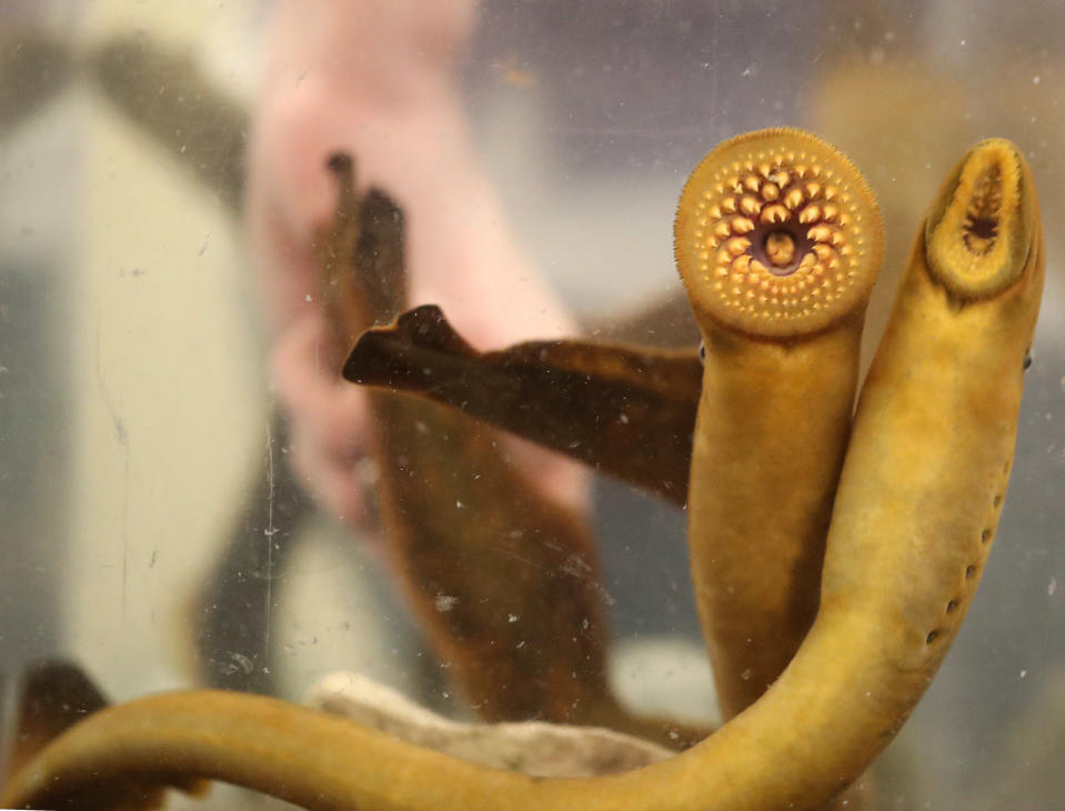 A behind the scenes look at the Royal Ontario Museums Invertebrate Zoology Lab with the bloodthirsty creatures of the original exhibition Bloodsuckers: Legends to Leeches that opens on November 16. (Steve Russell / Toronto Star / Getty Images)