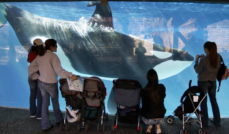 SeaWorld Employees Posed as Animal Rights Activists to Scope Out Competitors 