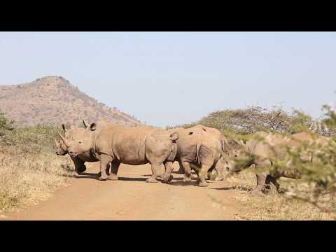 A Group of Rhinos Possess an Awesome Name