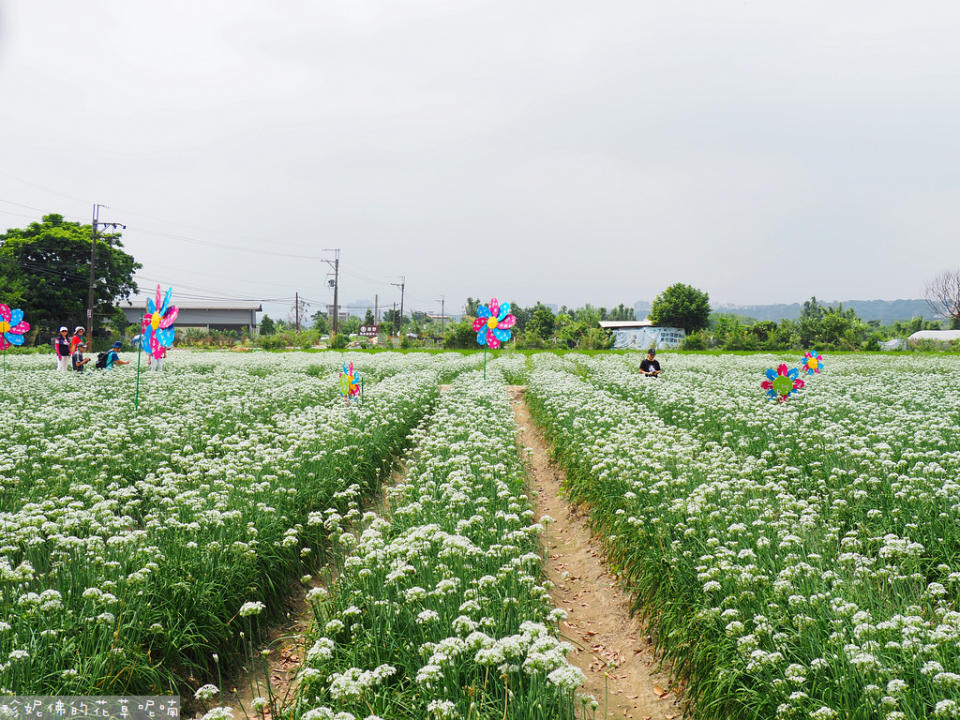 2023桃園大溪水岸韭菜花季