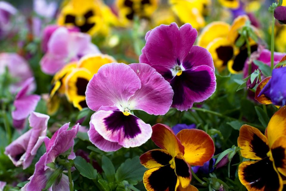 colorful purple and yellow pansies