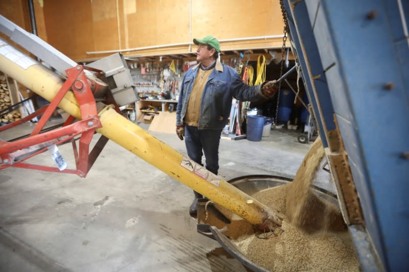 Farmer looks as mixed chicken feed fall from a grain truck to fill a hopper at the Yukon Grain Farm near Whitehorse