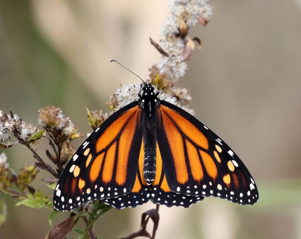 A Monarch butterfly rests on a branch of a plant