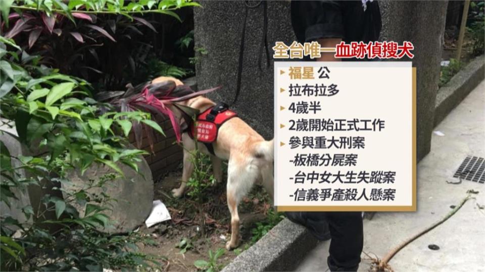 關鍵時刻立大功！ 全台唯一「血跡偵搜犬」