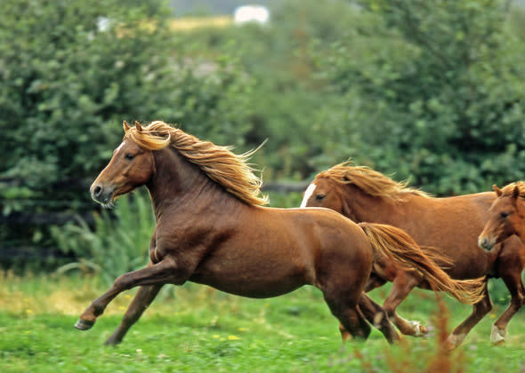 Kerry Bog Pony