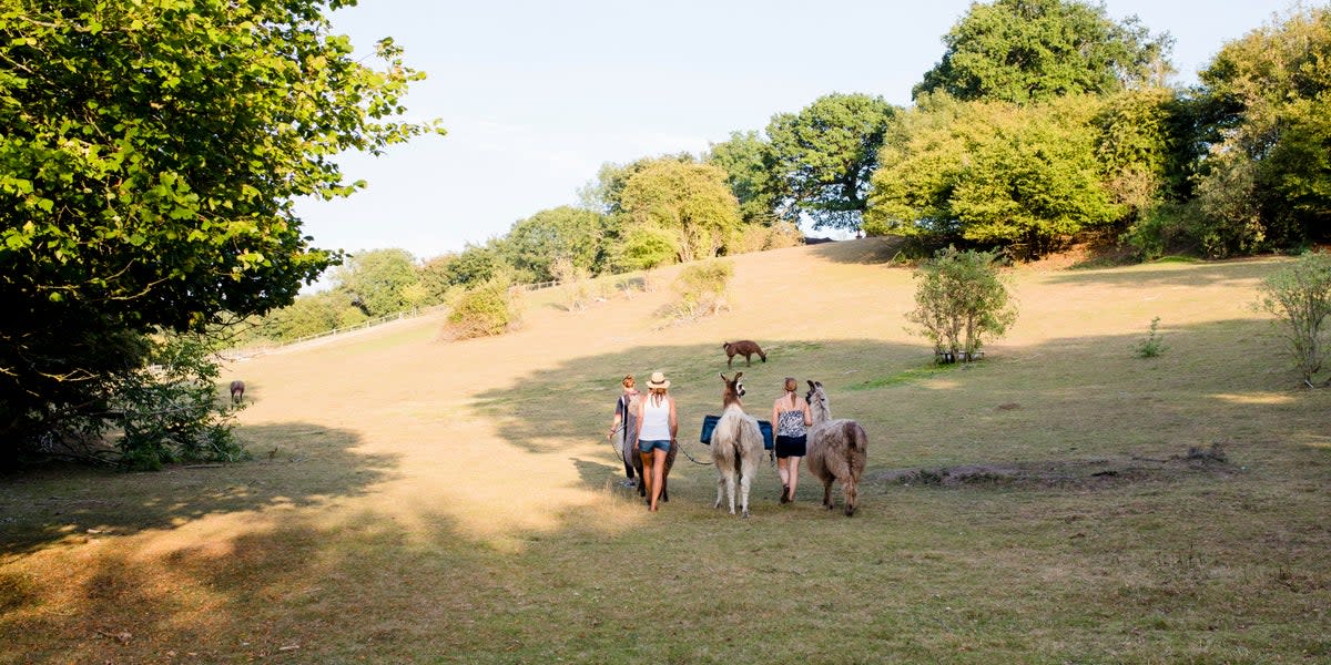 You can even go trekking with llamas (Harriers)