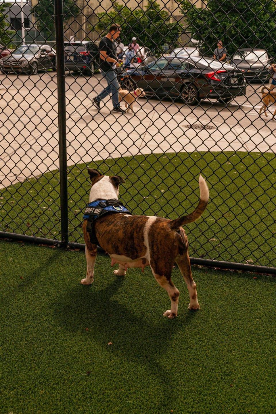 Samantha, a dog that spent over 300 days at the Miami-Dade County animal shelter in Doral, watches as people and pets walk by in late 2022.